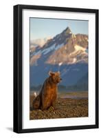 Brown Bear at Dawn, Katmai National Park, Alaska-Paul Souders-Framed Photographic Print