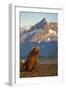 Brown Bear at Dawn, Katmai National Park, Alaska-Paul Souders-Framed Photographic Print