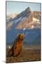 Brown Bear at Dawn, Katmai National Park, Alaska-Paul Souders-Mounted Photographic Print