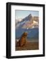 Brown Bear at Dawn, Katmai National Park, Alaska-Paul Souders-Framed Photographic Print