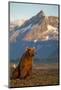 Brown Bear at Dawn, Katmai National Park, Alaska-Paul Souders-Mounted Photographic Print