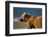 Brown Bear at Dawn, Katmai National Park, Alaska-Paul Souders-Framed Photographic Print