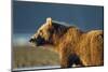 Brown Bear at Dawn, Katmai National Park, Alaska-Paul Souders-Mounted Photographic Print