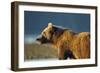 Brown Bear at Dawn, Katmai National Park, Alaska-Paul Souders-Framed Photographic Print