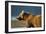 Brown Bear at Dawn, Katmai National Park, Alaska-Paul Souders-Framed Photographic Print