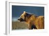 Brown Bear at Dawn, Katmai National Park, Alaska-Paul Souders-Framed Photographic Print