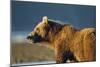 Brown Bear at Dawn, Katmai National Park, Alaska-Paul Souders-Mounted Photographic Print