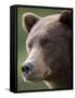 Brown Bear at Kinak Bay in Katmai National Park-Paul Souders-Framed Stretched Canvas