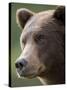 Brown Bear at Kinak Bay in Katmai National Park-Paul Souders-Stretched Canvas