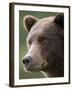 Brown Bear at Kinak Bay in Katmai National Park-Paul Souders-Framed Photographic Print