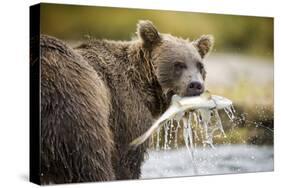 Brown Bear Bear Holding Salmon in Stream at Geographic Harbor-Paul Souders-Stretched Canvas