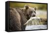 Brown Bear Bear Holding Salmon in Stream at Geographic Harbor-Paul Souders-Framed Stretched Canvas