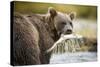 Brown Bear Bear Holding Salmon in Stream at Geographic Harbor-Paul Souders-Stretched Canvas