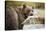 Brown Bear Bear Holding Salmon in Stream at Geographic Harbor-Paul Souders-Stretched Canvas