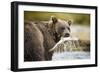 Brown Bear Bear Holding Salmon in Stream at Geographic Harbor-Paul Souders-Framed Premium Photographic Print