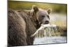 Brown Bear Bear Holding Salmon in Stream at Geographic Harbor-Paul Souders-Mounted Premium Photographic Print