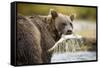 Brown Bear Bear Holding Salmon in Stream at Geographic Harbor-Paul Souders-Framed Stretched Canvas