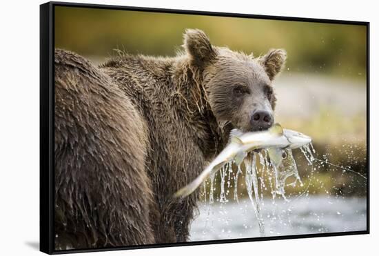 Brown Bear Bear Holding Salmon in Stream at Geographic Harbor-Paul Souders-Framed Stretched Canvas