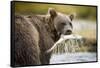 Brown Bear Bear Holding Salmon in Stream at Geographic Harbor-Paul Souders-Framed Stretched Canvas
