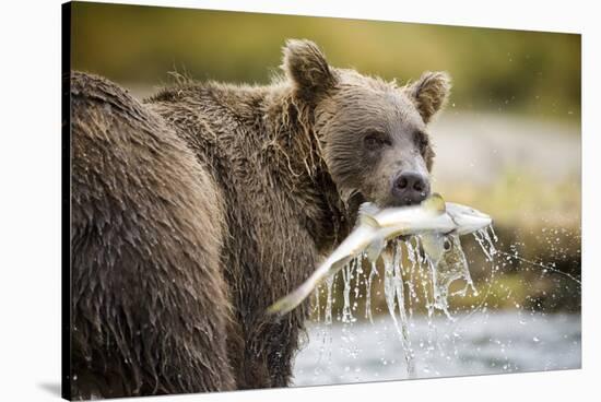 Brown Bear Bear Holding Salmon in Stream at Geographic Harbor-Paul Souders-Stretched Canvas