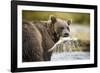 Brown Bear Bear Holding Salmon in Stream at Geographic Harbor-Paul Souders-Framed Photographic Print