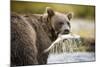 Brown Bear Bear Holding Salmon in Stream at Geographic Harbor-Paul Souders-Mounted Photographic Print