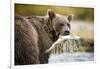 Brown Bear Bear Holding Salmon in Stream at Geographic Harbor-Paul Souders-Framed Photographic Print