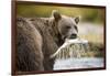 Brown Bear Bear Holding Salmon in Stream at Geographic Harbor-Paul Souders-Framed Photographic Print