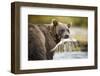 Brown Bear Bear Holding Salmon in Stream at Geographic Harbor-Paul Souders-Framed Photographic Print