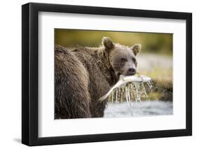 Brown Bear Bear Holding Salmon in Stream at Geographic Harbor-Paul Souders-Framed Photographic Print