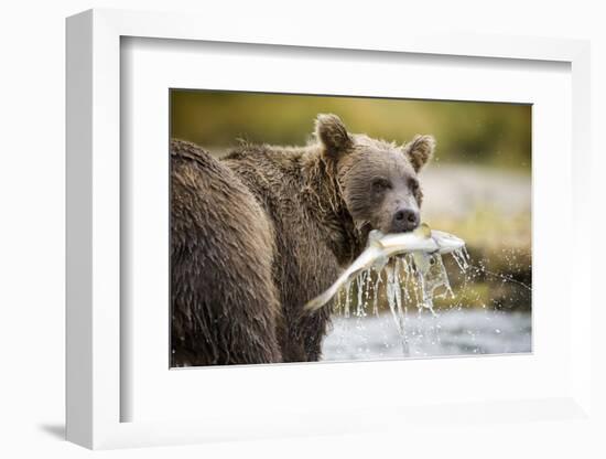 Brown Bear Bear Holding Salmon in Stream at Geographic Harbor-Paul Souders-Framed Photographic Print