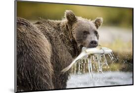 Brown Bear Bear Holding Salmon in Stream at Geographic Harbor-Paul Souders-Mounted Photographic Print