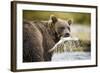 Brown Bear Bear Holding Salmon in Stream at Geographic Harbor-Paul Souders-Framed Photographic Print