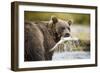 Brown Bear Bear Holding Salmon in Stream at Geographic Harbor-Paul Souders-Framed Photographic Print