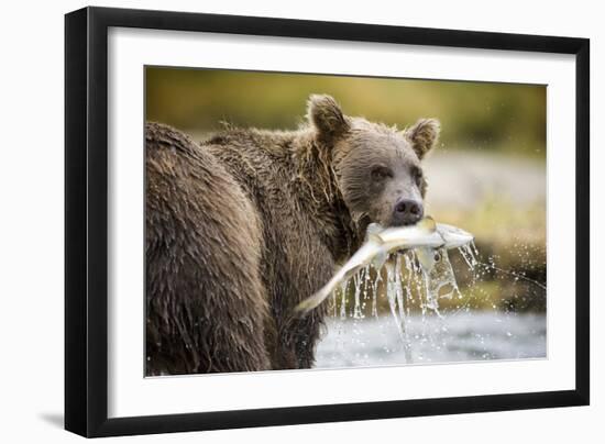 Brown Bear Bear Holding Salmon in Stream at Geographic Harbor-Paul Souders-Framed Photographic Print