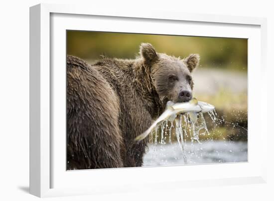 Brown Bear Bear Holding Salmon in Stream at Geographic Harbor-Paul Souders-Framed Photographic Print