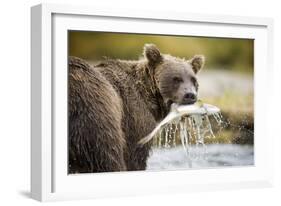 Brown Bear Bear Holding Salmon in Stream at Geographic Harbor-Paul Souders-Framed Photographic Print