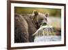 Brown Bear Bear Holding Salmon in Stream at Geographic Harbor-Paul Souders-Framed Photographic Print