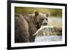 Brown Bear Bear Holding Salmon in Stream at Geographic Harbor-Paul Souders-Framed Photographic Print