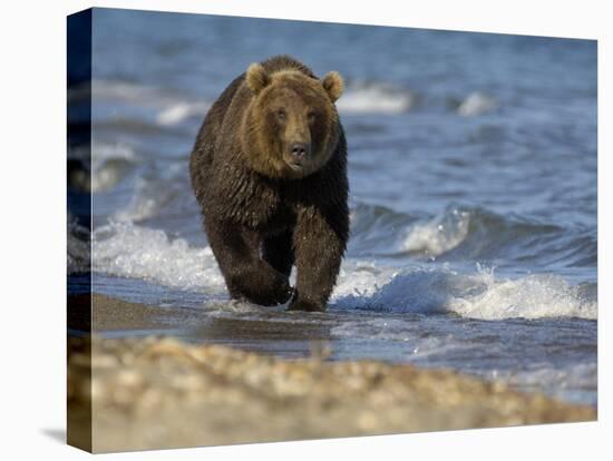 Brown Bear Beside Water, Kronotsky Nature Reserve, Kamchatka, Far East Russia-Igor Shpilenok-Stretched Canvas