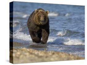 Brown Bear Beside Water, Kronotsky Nature Reserve, Kamchatka, Far East Russia-Igor Shpilenok-Stretched Canvas