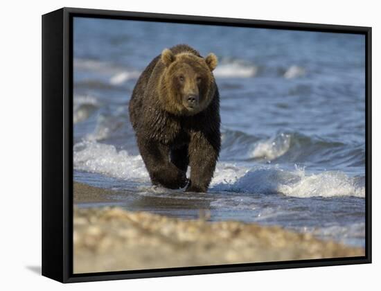 Brown Bear Beside Water, Kronotsky Nature Reserve, Kamchatka, Far East Russia-Igor Shpilenok-Framed Stretched Canvas
