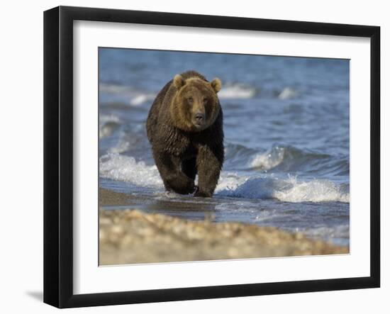 Brown Bear Beside Water, Kronotsky Nature Reserve, Kamchatka, Far East Russia-Igor Shpilenok-Framed Premium Photographic Print