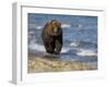 Brown Bear Beside Water, Kronotsky Nature Reserve, Kamchatka, Far East Russia-Igor Shpilenok-Framed Premium Photographic Print