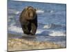 Brown Bear Beside Water, Kronotsky Nature Reserve, Kamchatka, Far East Russia-Igor Shpilenok-Mounted Premium Photographic Print