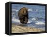 Brown Bear Beside Water, Kronotsky Nature Reserve, Kamchatka, Far East Russia-Igor Shpilenok-Framed Stretched Canvas