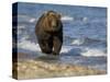 Brown Bear Beside Water, Kronotsky Nature Reserve, Kamchatka, Far East Russia-Igor Shpilenok-Stretched Canvas