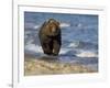 Brown Bear Beside Water, Kronotsky Nature Reserve, Kamchatka, Far East Russia-Igor Shpilenok-Framed Photographic Print