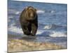 Brown Bear Beside Water, Kronotsky Nature Reserve, Kamchatka, Far East Russia-Igor Shpilenok-Mounted Photographic Print