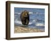 Brown Bear Beside Water, Kronotsky Nature Reserve, Kamchatka, Far East Russia-Igor Shpilenok-Framed Photographic Print